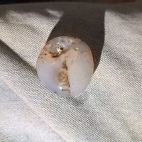 شجر پاییزه|جواهرات|خواف, |دیوار