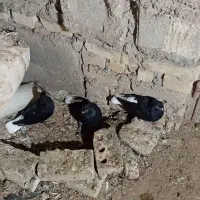 کبوتر دم سفید جوجه هیچ پر|پرنده|حمیدیه, |دیوار