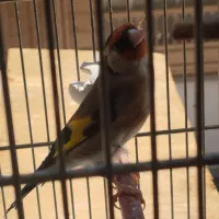 سهره و سهره قناری