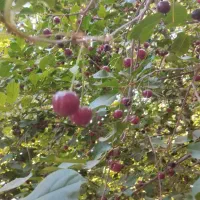 فروش باغ نقلی بوز ـخضرآباد