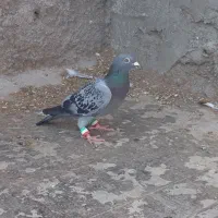 کبوتر گرفتنی