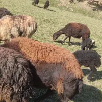 دوراس میش افشاری ابستن|حیوانات مزرعه|چادگان, |دیوار