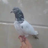 کبوتر