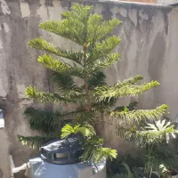 کاج|گل و گیاه طبیعی|رشت, سلیمانداراب|دیوار
