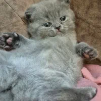 بچه گربه اسکاتیش اصیل