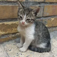 گربه رایگان