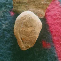 سنگ فروشی|کلکسیون اشیاء عتیقه|بهار, |دیوار