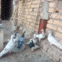 کبوتر|پرنده|اسفرورین, |دیوار