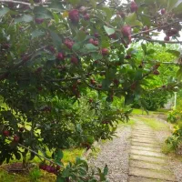 باغبانی ،درخت کاری هرس حرفه ای|خدمات باغبانی و درختکاری|لاهیجان, کوی استادان|دیوار