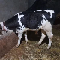 گوساله سیمینتال نر