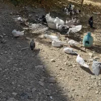 تعدادی کبوتر فروشی قیمت توافقی