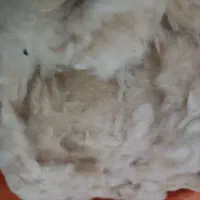 پنبه