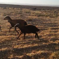 میش بره دار شیشک