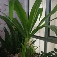 گل سوسن و دیفن