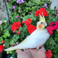 جوجه عروس لوتینو