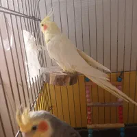 عروس هلندی دستی|پرنده|ری, جوانمرد قصاب|دیوار