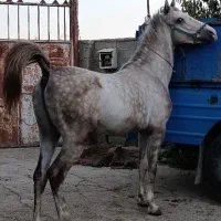 کره نریان