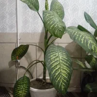 گل دیفن|گل و گیاه طبیعی|شهرکرد, |دیوار