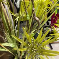 گل مصنوعی خارجی