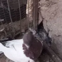 کبوتر سر سورخ|پرنده|زرند, |دیوار