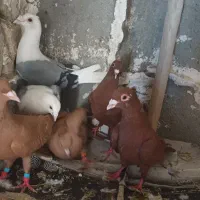 ۳جفت نر ماده کرمانی