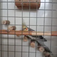 عروس|پرنده|قم, شهرک مهدیه (مدرس)|دیوار