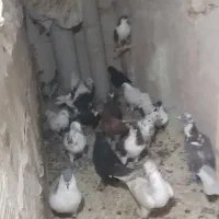 ۴۰یا۵۰تا کفتر بوم|پرنده|چناران, |دیوار