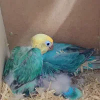 طوطی کوتوله جوجه سرلاکی دستی پاربلو اوپلاین