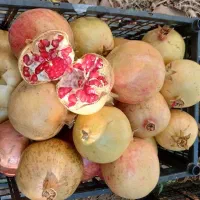 انار تازه ملس