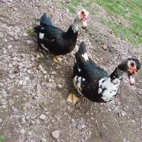 اردک روسی|پرنده|ماسال, |دیوار