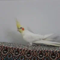 فروش عروس هلندی سخنگو