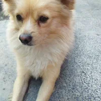 سگ پامر اشپیتز|سگ|بهارستان, |دیوار