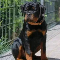 قفقازی کنکورسو سگ نگهبان درجه یک در کشور