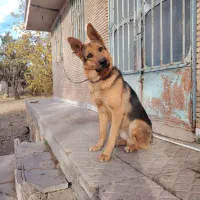 توله 9 ماهه ژرمن