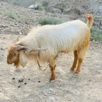 پاچن بزرگ برا عیدی