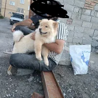 سگ چاو چاو|سگ|واجارگاه, |دیوار