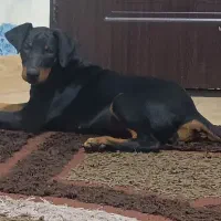 دوبرمن اصیل|سگ|مشهد, احمدآباد|دیوار