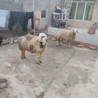 دوتا میش گوشتی درجه یک پرواز باب قصابی|حیوانات مزرعه|زاگرس, |دیوار