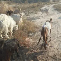 فروش گوسفند|حیوانات مزرعه|فورگ, |دیوار