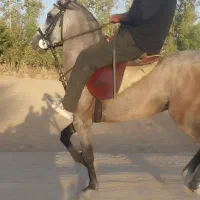 اسب نریون ابرش|اسب و تجهیزات اسب‌سواری|خمینی‌شهر, |دیوار