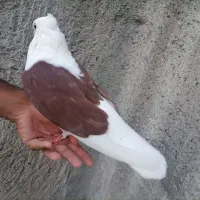 کفتر. سفید. پشت. شامی