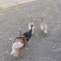 فروش ۴عدد بوقلمون|حیوانات مزرعه|سیوان, |دیوار