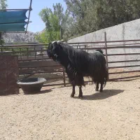 بز دورگه|حیوانات مزرعه|جلگه ماژان, |دیوار