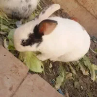 تعدادی بچه خرگوش وپدرمادرشون