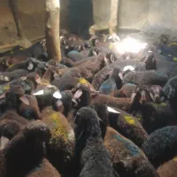 فروش بره نر سبک وزن