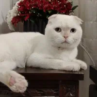 اسکاتیش فولد خرسی