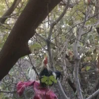 3عدد خروس|پرنده|اصفهان, شهرک کاوه|دیوار