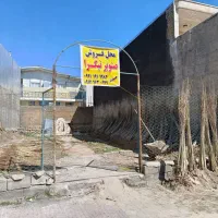 نهال صنوبر ترکیه یک ساله