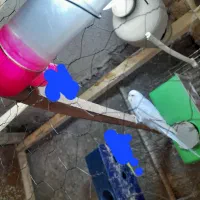 مرغ عشق|پرنده|چناران, |دیوار