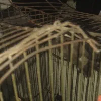 قناری محلی دستی اشتی نر برای عکس چت بدین